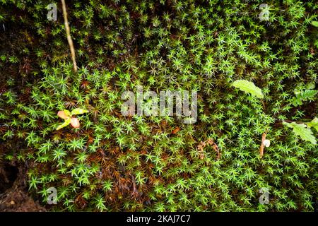 Gemeine Haarmütze Moos ( Polytrichum commune ) Draufsicht im Himalaya. Himachal Pradesh Indien. Stockfoto