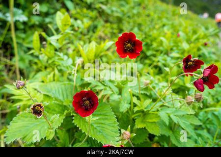 Potentilla atrosanguinea, das dunkelkarmesinrote Cinquefoil, das Himalaya-Cinquefoil oder das Raufubercinquefoil, ist eine Art von Potentilla, die in Bhutan und Indien gefunden wird. Stockfoto