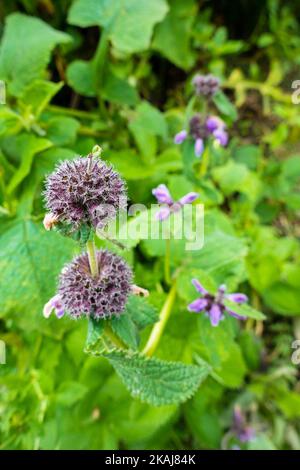 Kurzstielige Minze, Nepeta subsessilis lila Blüten und Knospen in den Ausläufern des Himalaya. Himachal Pradesh. Stockfoto