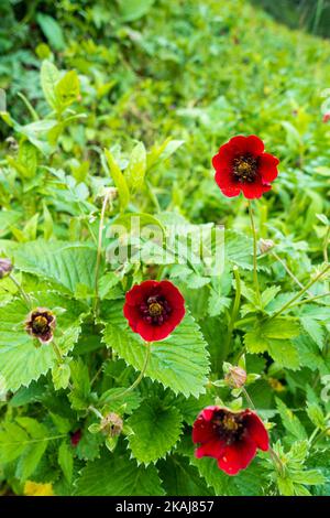 Potentilla atrosanguinea, das dunkelkarmesinrote Cinquefoil, das Himalaya-Cinquefoil oder das Raufubercinquefoil, ist eine Art von Potentilla, die in Bhutan und Indien gefunden wird. Stockfoto