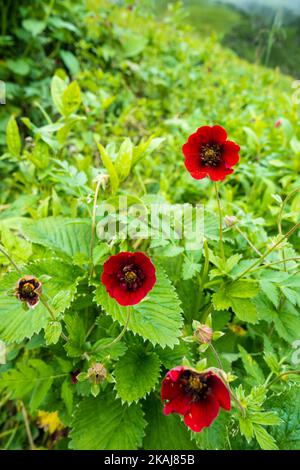 Potentilla atrosanguinea, das dunkelkarmesinrote Cinquefoil, das Himalaya-Cinquefoil oder das Raufubercinquefoil, ist eine Art von Potentilla, die in Bhutan und Indien gefunden wird. Stockfoto