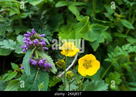 Der walisische Mohn, Papaver cambricum, Synonym Meconopsis cambrica blüht in den Ausläufern des Himalaya gelb. Stockfoto