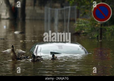 Die Ente, die am 3. Juni 2016 in Paris, Frankreich, um ein Auto auf dem Wasser schwimmt, steigt in der Nähe des Eiffelturms auf, während die Böschungen des Flusses seine nach vier Tagen starken Regens überlaufen. Nordfrankreich erlebt derzeit Regenwetter und verursacht Überschwemmungen in Teilen Frankreichs, insbesondere in Paris, wo die French Open Verzögerungen bei den Spielen hatten. (Foto von Mehdi Taamallah/NurPhoto) *** Bitte benutzen Sie die Gutschrift aus dem Kreditfeld *** Stockfoto