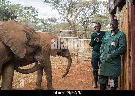 Am 18. Juli 2016 sind die Hüter des Elephant Orphanage Project und Waisenbaby-Elefanten in der Lilayi Elephant Nursery in Lusaka, Sambia, untergebracht. Das Elephant Rephanage Project ist das erste Rehabilitationszentrum seiner Art in der Region des südlichen Afrika. Elefanten verbringen die meiste Zeit außerhalb des Waisenhauses, um sich an die Tierwelt anzupassen. Die Pfleger helfen ihnen, gerettet zu werden und füttern sie auch alle 3 Stunden. Andere Menschen können die Tiere nicht berühren oder in ihrer Nähe sein, damit sich die Tiere nicht an die menschliche Aufmerksamkeit gewöhnen. Nach der Rehabilitation werden Elefanten in den Kafue-Nationalpark versetzt. (Foto von Oleksandr Rupeta/NurPho Stockfoto