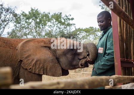 Die Hüterin des Elephant Waisenhauses Project und des Waisenbaby-Elefanten in der Lilayi Elephant Nursery in Lusaka, Sambia, am 18. Juli 2016. Das Elephant Rephanage Project ist das erste Rehabilitationszentrum seiner Art in der Region des südlichen Afrika. Elefanten verbringen die meiste Zeit außerhalb des Waisenhauses, um sich an die Tierwelt anzupassen. Die Pfleger helfen ihnen, gerettet zu werden und füttern sie auch alle 3 Stunden. Andere Menschen können die Tiere nicht berühren oder in ihrer Nähe sein, damit sich die Tiere nicht an die menschliche Aufmerksamkeit gewöhnen. Nach der Rehabilitation werden Elefanten in den Kafue-Nationalpark versetzt. (Foto von Oleksandr Rupeta/NurP Stockfoto