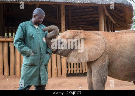 Der Hüter des Elephant Waisenhauses Project und Waisenelefant am 18. Juli 2016 in der Lilayi Elephant Nursery in Lusaka, Sambia. Die Elefantenpfleger werden auch „Mütter“ genannt, weil sie die einzigen Menschen sind, die lange Zeit rund um die Uhr mit Kälbern kommunizieren. (Foto von Oleksandr Rupeta/NurPhoto) *** Bitte nutzen Sie die Gutschrift aus dem Kreditfeld *** Stockfoto