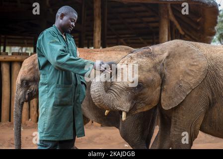 Der Hüter des Elephant Waisenhauses Project und Waisenelefant am 18. Juli 2016 in der Lilayi Elephant Nursery in Lusaka, Sambia. Die Elefantenpfleger werden auch „Mütter“ genannt, weil sie die einzigen Menschen sind, die lange Zeit rund um die Uhr mit Kälbern kommunizieren. (Foto von Oleksandr Rupeta/NurPhoto) *** Bitte nutzen Sie die Gutschrift aus dem Kreditfeld *** Stockfoto