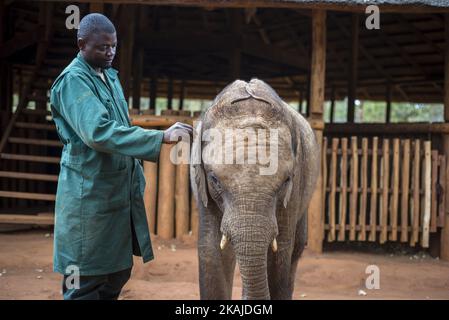 Der Hüter des Elephant Waisenhauses Project und Waisenelefant am 18. Juli 2016 in der Lilayi Elephant Nursery in Lusaka, Sambia. Die Elefantenpfleger werden auch „Mütter“ genannt, weil sie die einzigen Menschen sind, die lange Zeit rund um die Uhr mit Kälbern kommunizieren. (Foto von Oleksandr Rupeta/NurPhoto) *** Bitte nutzen Sie die Gutschrift aus dem Kreditfeld *** Stockfoto