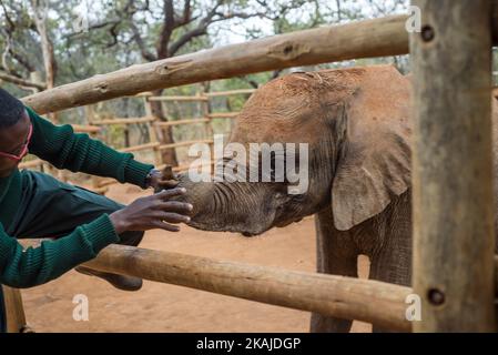 Die Hüterin des Elephant Waisenhauses Project und des Waisenbaby-Elefanten in der Lilayi Elephant Nursery in Lusaka, Sambia, am 18. Juli 2016. Das Elephant Rephanage Project ist das erste Rehabilitationszentrum seiner Art in der Region des südlichen Afrika. Elefanten verbringen die meiste Zeit außerhalb des Waisenhauses, um sich an die Tierwelt anzupassen. Die Pfleger helfen ihnen, gerettet zu werden und füttern sie auch alle 3 Stunden. Andere Menschen können die Tiere nicht berühren oder in ihrer Nähe sein, damit sich die Tiere nicht an die menschliche Aufmerksamkeit gewöhnen. Nach der Rehabilitation werden Elefanten in den Kafue-Nationalpark versetzt. (Foto von Oleksandr Rupeta/NurP Stockfoto