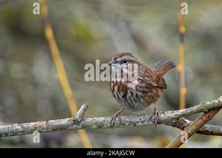 Ein schöner Singsparrow (Melospiza melodia), der auf einem Ast auf unscharfem Hintergrund sitzt Stockfoto