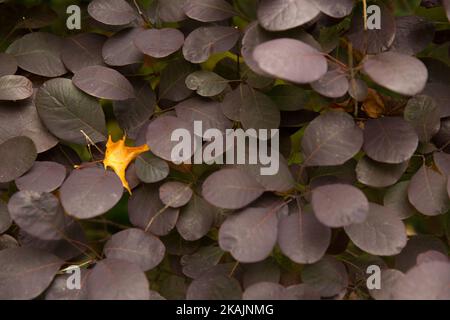 A closeup of single yellow autumn leaf against a background of dark grayish purple leaves Stockfoto