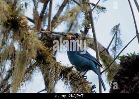 Eine Nahaufnahme eines Vogels von steller's jay mit einer Nuss im Schnabel, der auf einem moosigen Ast thront Stockfoto