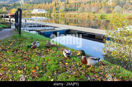 Enten, die auf der Caledonian Canal Bank, Fort Augustus, Scottish Highland, Schottland, Vereinigtes Königreich, fressen Stockfoto