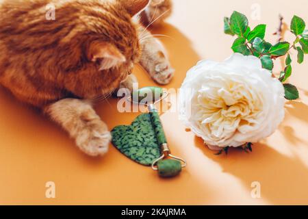 Grüne Jadewalze und Gua Sha Stein für Gesichtsmassage mit Rose. Ginger Katze spielt mit einem Set von Beauty-Tools. Haustier Spaß mit Set Stockfoto