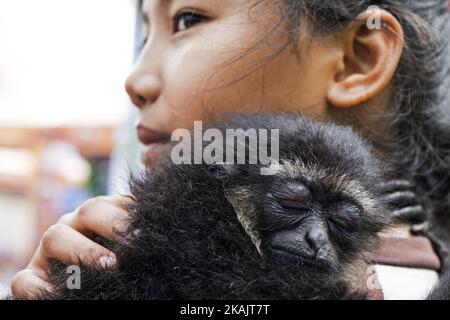 Der Siamang (Symphalangus syndactylus) ist ein arborealer, schwarzfurniger Gibbon, der in den Wäldern Sumatras in der Ausstellung Mea Riau Expo 2016, Pekanbaru, Provinz Riau, Indonesien, am 25. November 2016 beheimatet ist. (Foto von Afrianto Silalahi/NurPhoto) *** Bitte benutzen Sie die Gutschrift aus dem Kreditfeld *** Stockfoto