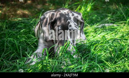 Ein gefleckter Doggen-Welpe (Canis lupus familiaris), der im Gras liegt Stockfoto