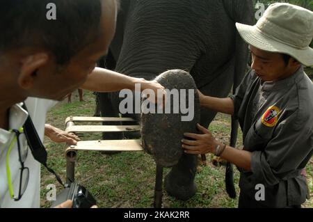 Ärzte schießen Fußabdrücke nach der Behandlung von domestizierten Elefanten in Begleitung der Offiziere Elephant Response Unit (ERU), bevor sie am 18. Dezember 2016 eine partroli-Überwachung gegen das mögliche Eindringen wilder Elefanten in die Felder der Bevölkerung um Taman Wai Kambas, Lampung, durchgeführt haben. Die Gesamtpopulation der Elefanten in 1300 Sumatra Schwanz, einer der Schutzhütten der wilden Elefanten ist der Park Wai Kambas, Lampung. Die Elephant Response Unit (ERU) ist eine unabhängige, nicht provit überwachte Wildelefanten im Weg Kambas National Park zusammen mit Anwohnern entlang zahmen Elefantenhandlers Stockfoto