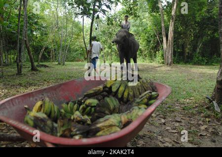 Ärzte schossen Form und Entwicklung von domestizierten Elefanten in Begleitung von Beamten nach Behandlung der Elephant Response Unit (ERU) vor einer partroli Überwachung gegen möglichen Eintritt von wilden Elefanten in die Lage der Population um Taman Wai Kambas, Lampung, am 18. Dezember 2016. Die Gesamtpopulation der Elefanten in 1300 Sumatra Schwanz, einer der Schutzhütten der wilden Elefanten ist der Park Wai Kambas, Lampung. Die Elephant Response Unit (ERU) ist eine unabhängige, nicht provit überwachte Wildelefanten im Weg Kambas National Park zusammen mit Anwohnern entlang zahmen Ele Stockfoto