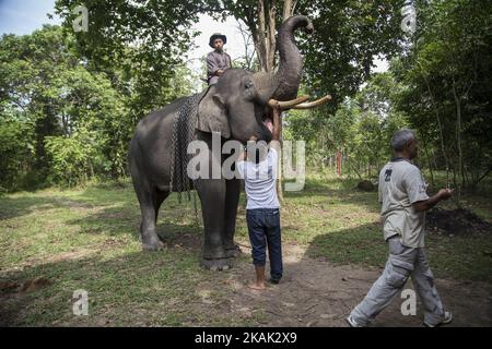 Way Kambas, Lampung, 18. Dezember 2016 : dr. Anharnn (der vor dem Rahmen läuft), Tierarzt, nachdem er einen der beherrschenden Elefanten auf dem ERU-Lagergelände einer anthemintischen medizinischen Behandlung unterzogen hatte. Elephant Respond Unit (ERU) ist eine Unterorganisation des indonesischen Umweltministeriums, die von der nicht-Regierungsorganisation Asian Elephant Support, der International Elephant Foundation, Wildlife Without Borders und der WTG (Welttierschutz geselichft e.V) ohne Unterstützung der indonesischen Regierung finanziert wird. Sie wurde 2010 gegründet und befindet sich im Way Kambas National Park-Lampung-Indonesia. Herr NAZARUDDIN der Koordinator Stockfoto