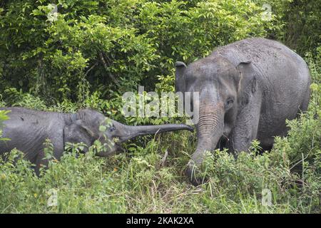 Way Kambas, Lampung, 18. Dezember 2016 : Melly, eine domestizierte Elefant mit ihrem Kind im ERU-Lager Waykambas. Elephant Respond Unit (ERU) ist eine Unterorganisation des indonesischen Umweltministeriums, die von der nicht-Regierungsorganisation Asian Elephant Support, der International Elephant Foundation, Wildlife Without Borders und der WTG (Welttierschutz geselichft e.V) ohne Unterstützung der indonesischen Regierung finanziert wird. Sie wurde 2010 gegründet und befindet sich im Way Kambas National Park-Lampung-Indonesia. Herr NAZARUDDIN, der Koordinator der ERU, leitete Hunderte von Mitarbeitern und Voulenteern im Nationalpark bei der Unterstützung Stockfoto