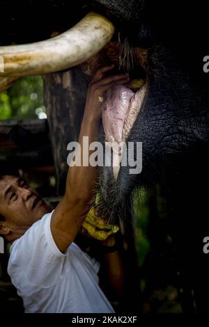 Art und Weise Missions-, Lampung, 18. Dezember 2016: Mr NAZARUDDIN Bananen in Elefant Mund setzen, nachdem der Elefant anthelminthische Behandlung erhalten. Elefant reagieren Unit (ERU) ist eine Sub-Organisation unter indonesische Ministerium für Umwelt finanziert Non Government Organization: Asiatische Elefanten unterstützen, Elephant Foundation International Wildlife Without Borders und WTG (Welttierschutz Geselichaft e.V) ohne Unterstützung von der indonesischen Regierung im Jahr 2010 gegründet und befindet sich im Nationalpark Way Kambas-Lampung-Indonesien. Herr NAZARUDDIN Koordinator der ERU führen Hunderte von Mitarbeiter- und voul Stockfoto