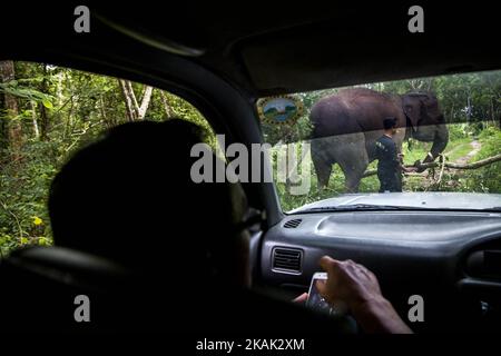 Art und Weise Missions-, Lampung, 18. Dezember 2016: Herr NAZARUDDIN (im Auto) beobachten eines ausgebildeten domestizierten Elefanten Holz Hindernis auf dem Weg zur ERU-Camp beim Mr SULISTIYONO (der Mann mit dem Elefanten) als einer der besten Mitarbeiter Herr NAZARUDDIN entfernen. die Unterweisung der Elefant. Elefant reagieren Unit (ERU) ist eine Sub-Organisation unter indonesische Ministerium für Umwelt finanziert Non Government Organization: Asiatische Elefanten unterstützen, Elephant Foundation International Wildlife ohne Grenzen und WTG (Welttierschutz Geselichaft e.V) ohne jegliche Unterstützung durch die indonesische Regierung Funda Stockfoto