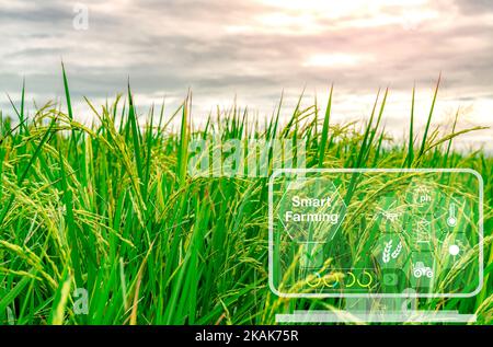Intelligente Landwirtschaft mit modernem Technologiekonzept. Reisfeld und Ikone des Smart Farming-Konzepts. Nachhaltige Landwirtschaft. Präzisionslandwirtschaft. Stockfoto