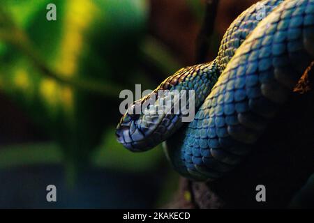 Eine Nahaufnahme der schönen blauen Grubenviper auf Zweig im Terrarium im Zoo Stockfoto