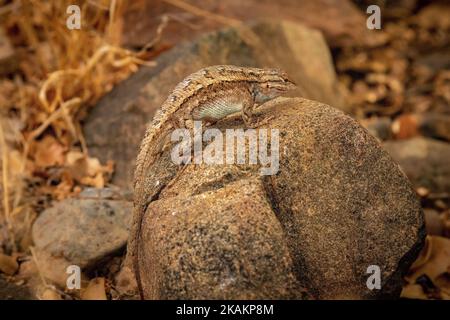 Nahaufnahme einer südwestlichen Zauneidechse (Sceloporus cowlesi) auf einem Felsen im Prescott Valley, Arizona Stockfoto