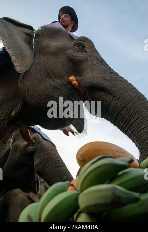 Elephant genießt sein Buffet, bevor er das Polospiel während des King's Cup Elephant Polo Turniers 2017 im Anantara Chaopraya Resort in Bangkok, Thailand, am 12. März 2017 beginnt. Das King's Cup Elephant Polo ist eines der größten jährlichen Wohltätigkeitsveranstaltungen in Thailand. Seit dem ersten Turnier, das ursprünglich in der Küstenstadt Hua hin ausgetragen wurde, wurden 50 Straßenelefanten gerettet. Die jährliche Veranstaltung ermöglicht es, für die Dauer des Turniers weitere 20 junge Elefanten von der Straße zu nehmen, um ihnen das bestmögliche Futter sowie die einzige angemessene Veterinärkontrolle, die sie erhalten, zu bieten Stockfoto