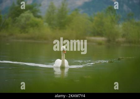Eine flache Fokusaufnahme eines weißen Schwans, der im Wasser schwimmt Stockfoto