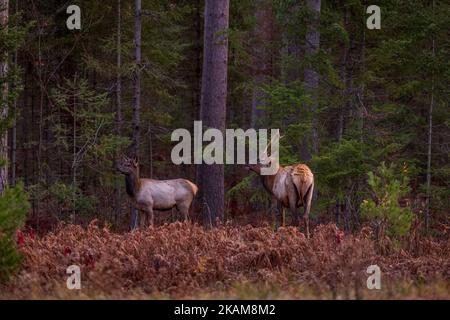 Elch in Clam Lake, Wisconsin. Stockfoto