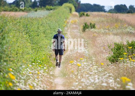 North Downs Way - Mann in 50s, der entlang des Fußwegs am Feldrand durch Wildblumen auf Canterbury nach Shepherdswell Leg, Kent, England, Großbritannien, spaziert Stockfoto