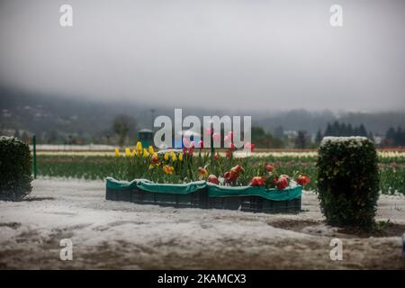 In Siraj Bagh, wo am 06. April 2017 in Srinagar, der Sommerhauptstadt des von Indien verwalteten Kaschmir, mehr als 2 Millionen Tulpen während des Frühjahrsschnees blühen sollten, liegen blühende Tulpenblüten in voller Blüte. Die Täler von Kaschmir, der erste Schneesturm im April seit einem Jahrzehnt, hat die Fruchtblüten auf dem Höhepunkt der Frühjahrssaison vernichtet. Mehrere Zentimeter unzeitgemäßer Schnee im April dieses Jahres hat in den meisten Gartenbaukulturen im Kaschmir-Tal die Blüte erreicht. Mit beispiellosem Schnee und Regen in Kaschmir, die über die üblichen Wintermonate, die im Februar enden, hinausgehen, ist der Gartenbau Stockfoto