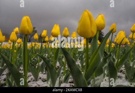 In Siraj Bagh, wo am 06. April 2017 in Srinagar, der Sommerhauptstadt des von Indien verwalteten Kaschmir, mehr als 2 Millionen Tulpen während des Frühjahrsschnees blühen sollten, liegen blühende Tulpenblüten in voller Blüte. Die Täler von Kaschmir, der erste Schneesturm im April seit einem Jahrzehnt, hat die Fruchtblüten auf dem Höhepunkt der Frühjahrssaison vernichtet. Mehrere Zentimeter unzeitgemäßer Schnee im April dieses Jahres hat in den meisten Gartenbaukulturen im Kaschmir-Tal die Blüte erreicht. Mit beispiellosem Schnee und Regen in Kaschmir, die über die üblichen Wintermonate, die im Februar enden, hinausgehen, ist der Gartenbau Stockfoto