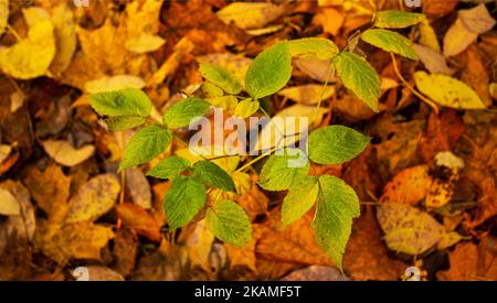 Grüne Blätter auf Herbstlaub im Park. Herbstszene mit gefallenen Blättern an einem sonnigen Tag. Stockfoto