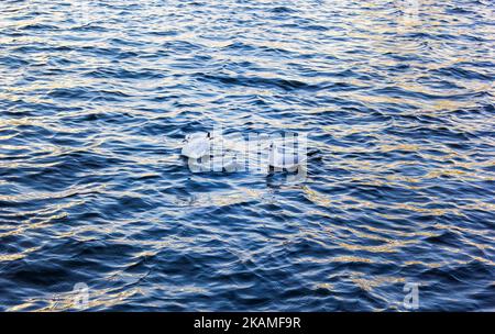 Zwei Möwen schweben auf den Wellen im Wasser Stockfoto