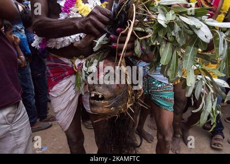 Ein Anhänger hält am 13. April 2017 in Burdwan, Indien, einen menschlichen Kopf in der Hand. 'Gajan' ist eines der prominenten Volksfeste Bengalens, das meistens von den geplanten Kastenmenschen an den letzten zwei Tagen des Monats Chaitra gefeiert wird. Diese Periode wird als chaita sankranti bekannt, wenn die Sonne in das Fische-Zeichen eintritt. Das Festival findet auf freiem Gelände statt und nicht in irgendjemandem. Menschen, die an diesem Fest beteiligt sind, werden von der Masse als die Vertreter von Herrn Shiva respektiert. Die Menschen glauben, dass das Festival ihnen Wohlstand beschert und alle Sorgen beseitigt, die sie in der erlitten haben Stockfoto