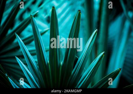 Details von Palmenblättern in verschiedenen Schattierungen und Farben Stockfoto