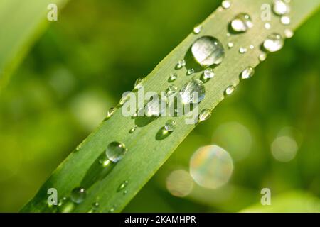 Nahaufnahme von szenischen Tautropfen auf grünem Grashalm Stockfoto