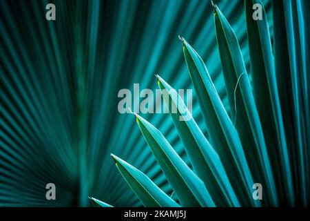 Details von Palmenblättern in verschiedenen Schattierungen und Farben Stockfoto