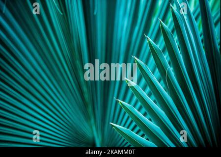 Details von Palmenblättern in verschiedenen Schattierungen und Farben Stockfoto