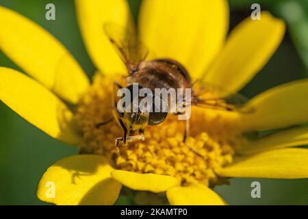 Makro, Kopf auf Detail einer Drohnen-Hover-Fliege (Eristalis tenax), die sich an einem hellen Sommertag auf einer Schmetterlingsblume (Ranunculus bulbosus) putzt. Stockfoto