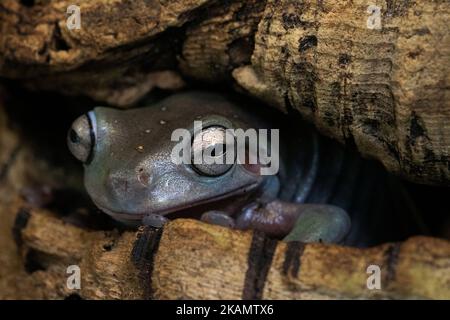 Portrait Detail eines australischen Grünen Baumfrosches (Ranoidea caerulea), der sich in einem Baum versteckt. Stockfoto