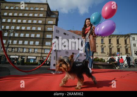 Ein kleiner Hund läuft auf dem Roten Teppich am Szczepanski-Platz während DES NETIA OFF CAMERA International Festival of Independent Cinema in Krakau. Am Mittwoch, den 3. Mai 2017, in Krakau, Polen. Foto von Artur Widak *** Bitte nutzen Sie die Gutschrift aus dem Kreditfeld *** Stockfoto