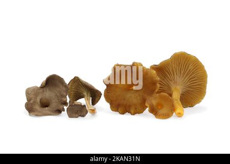 Essbare Pfifferlinge Trichterpilze liegen auf weißem Hintergrund. Links getrocknet, rechts frisch. Craterellus tubaeformis, gelber Fuß. Stockfoto