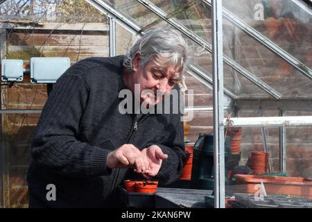 Älterer Mann glücklich in seinem Gewächshaus oder Gewächshaus Aussaat Samen und Bewässerung. Gärtner im Frühling. Stockfoto