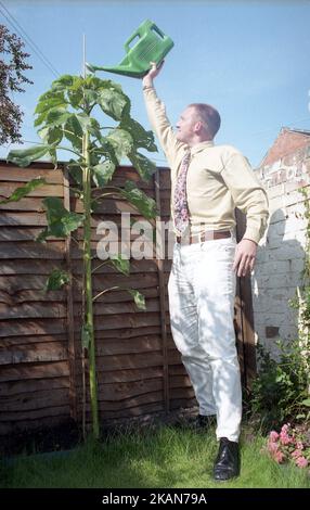 1990s, draußen in einem kleinen Garten, an einem Holzzaun, gießt ein großer Mann seine noch größere Sonnenblume mit einer grünen Plastikbewässerungskanne, England, Großbritannien. Stockfoto