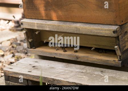 Honigbienen fliegen am 22. Mai 2017 in Berlin ein- und aus einer Bienenbox. Die Deutsche Bahn bietet Hobby-Imkern, bisher rund 50 ha seit oktober 2016 in ganz Deutschland, freien Platz auf ihrem ungenutzten Boden. (Foto von Emmanuele Contini/NurPhoto) *** Bitte benutzen Sie die Gutschrift aus dem Kreditfeld *** Stockfoto