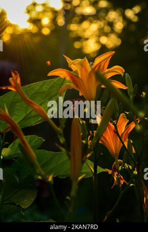 Das Sonnenlicht scheint auf schönen orangen Lilien Stockfoto